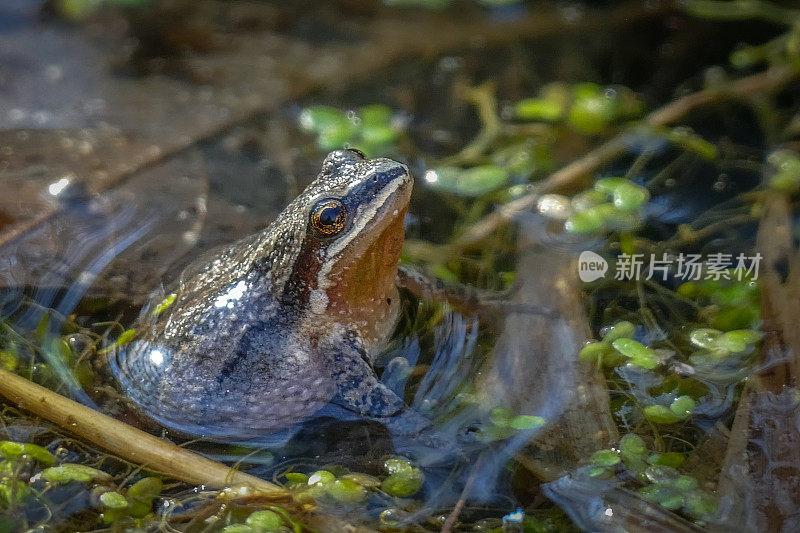 西方合唱蛙(Pseudacris triseriata)，西方合唱蛙。